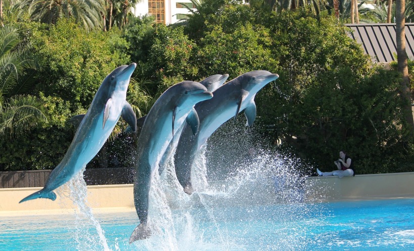 dolphins-68580_1280
